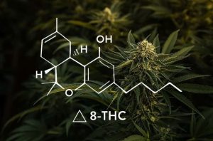 Delta 8 THC: Everything You Need to Know About This Popular Cannabinoid